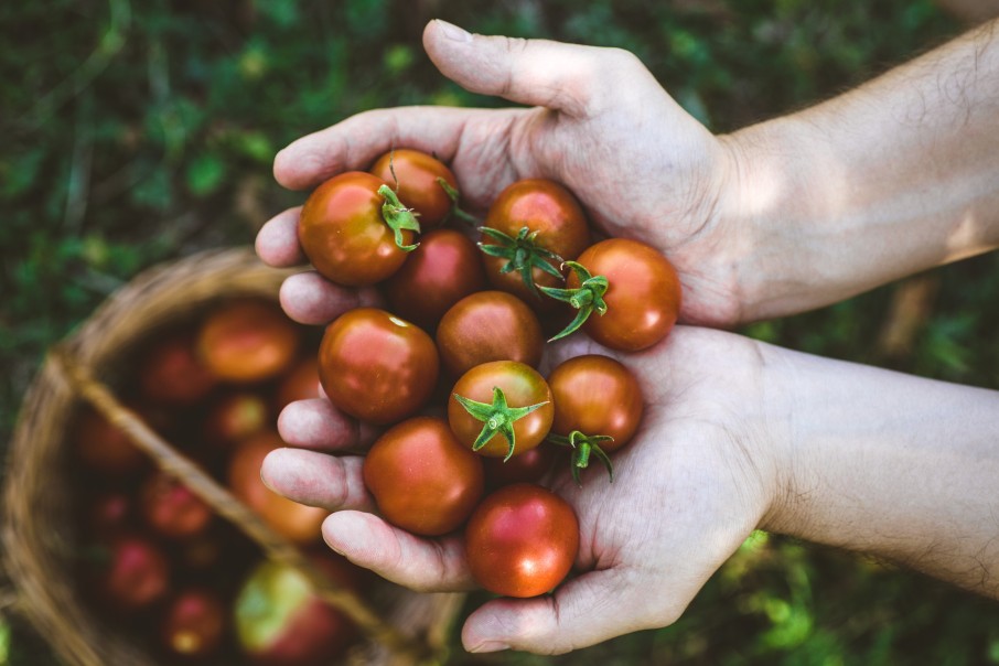 Molho de Tomate